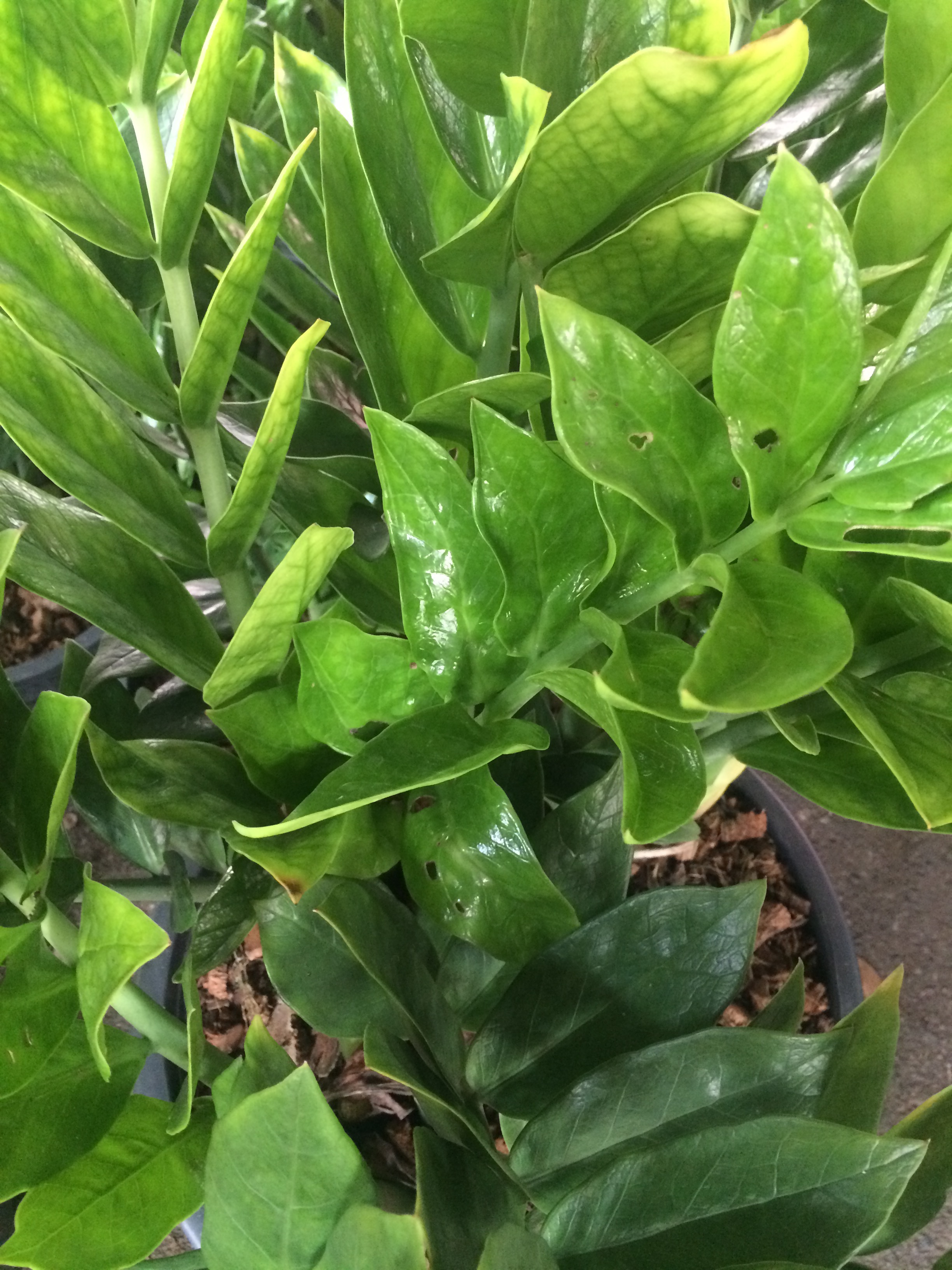 zamioculcas zamifolia green form green stem