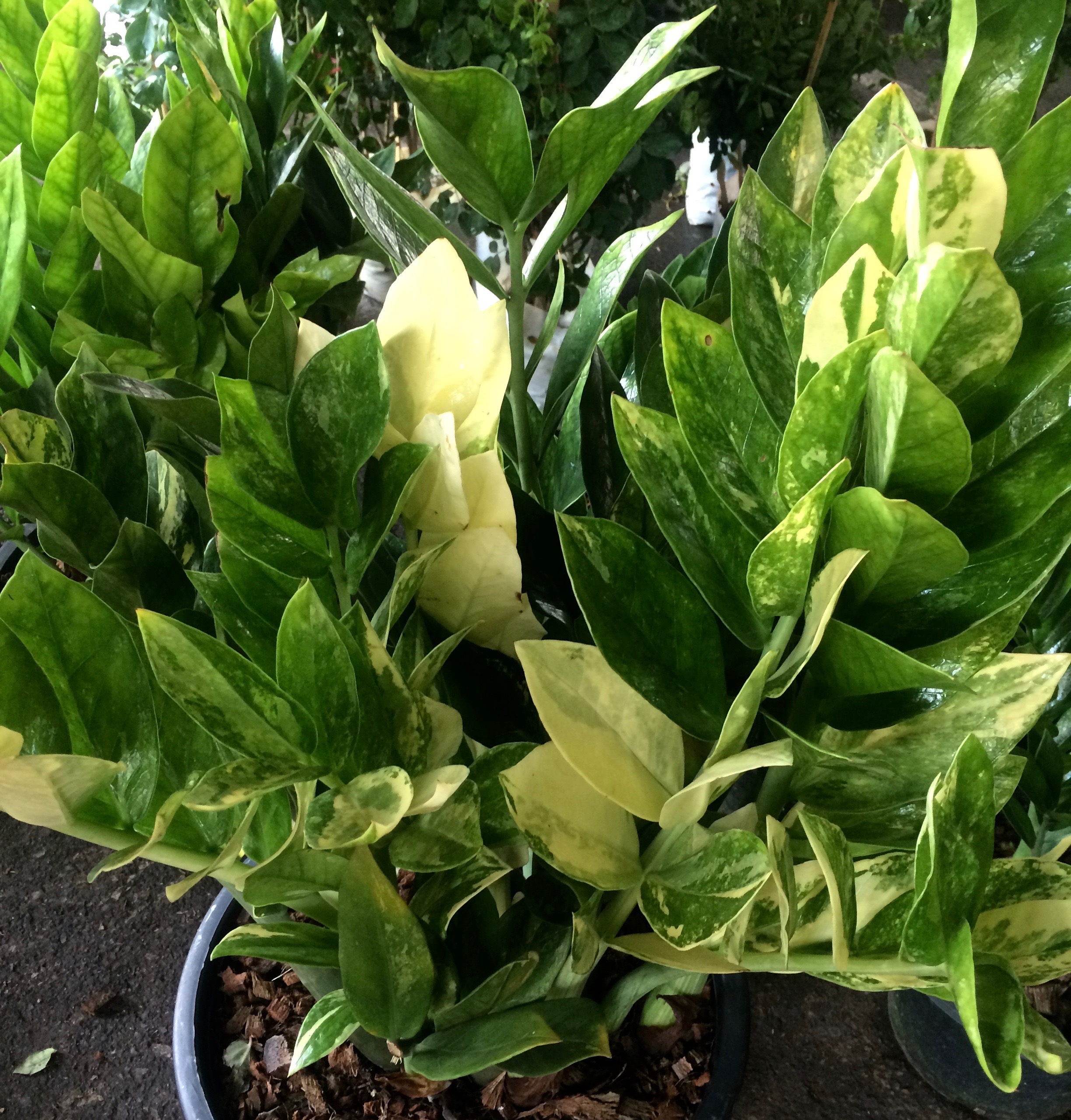zamioculcas zamifolia variegated short leaves