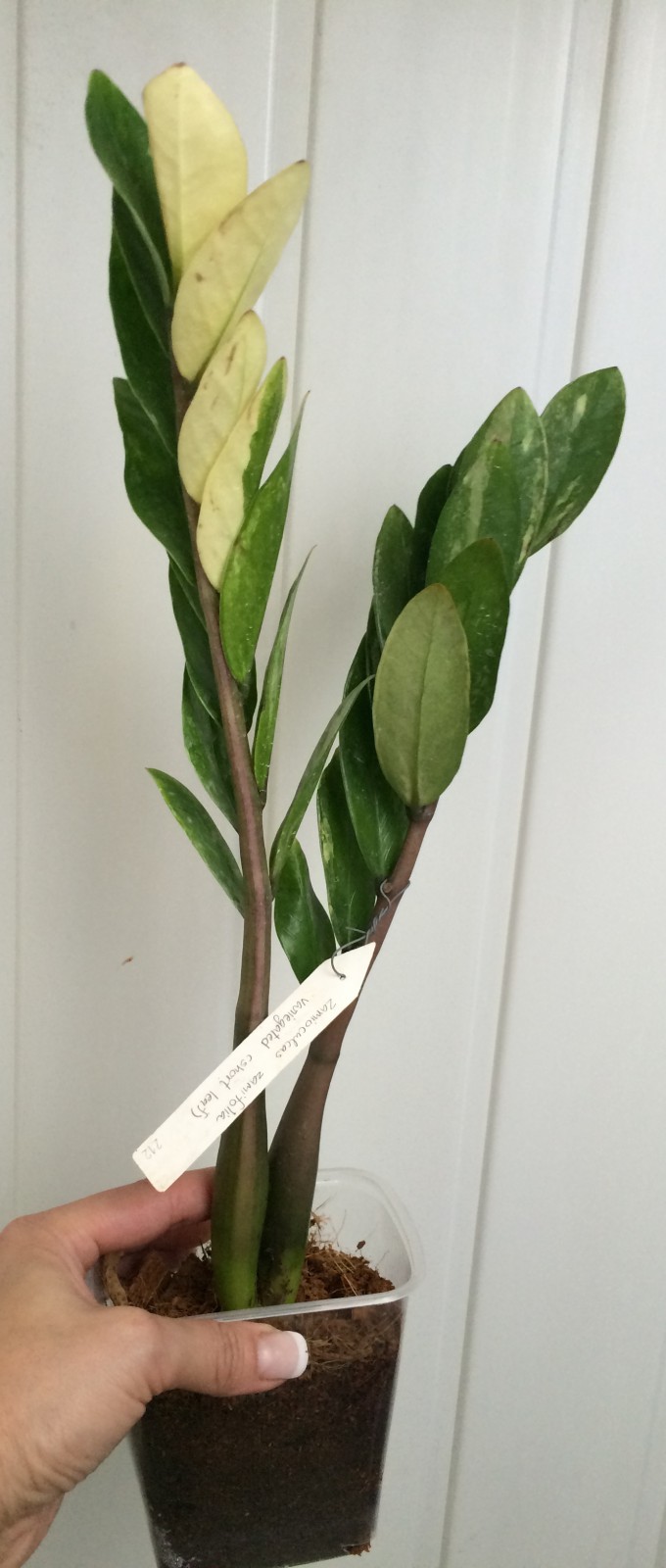Zamioculcas zamifolia variegated (short leaf) / Замиокулькас замиелистный вариегатный, коротколистная форма 80-150