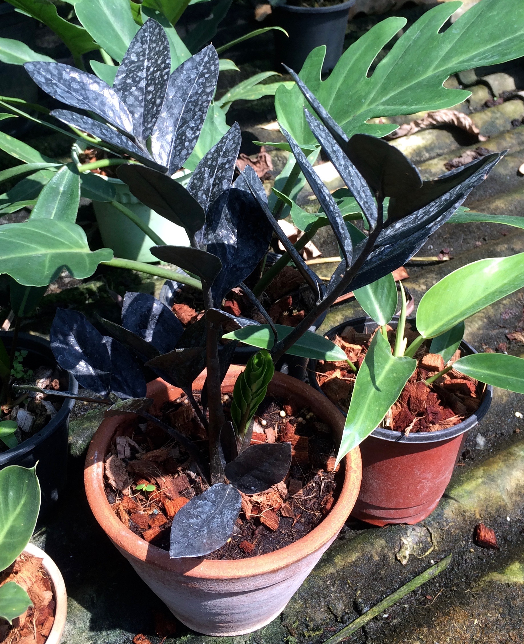 zamioculcas zamiofolia black leaves ex Korea
