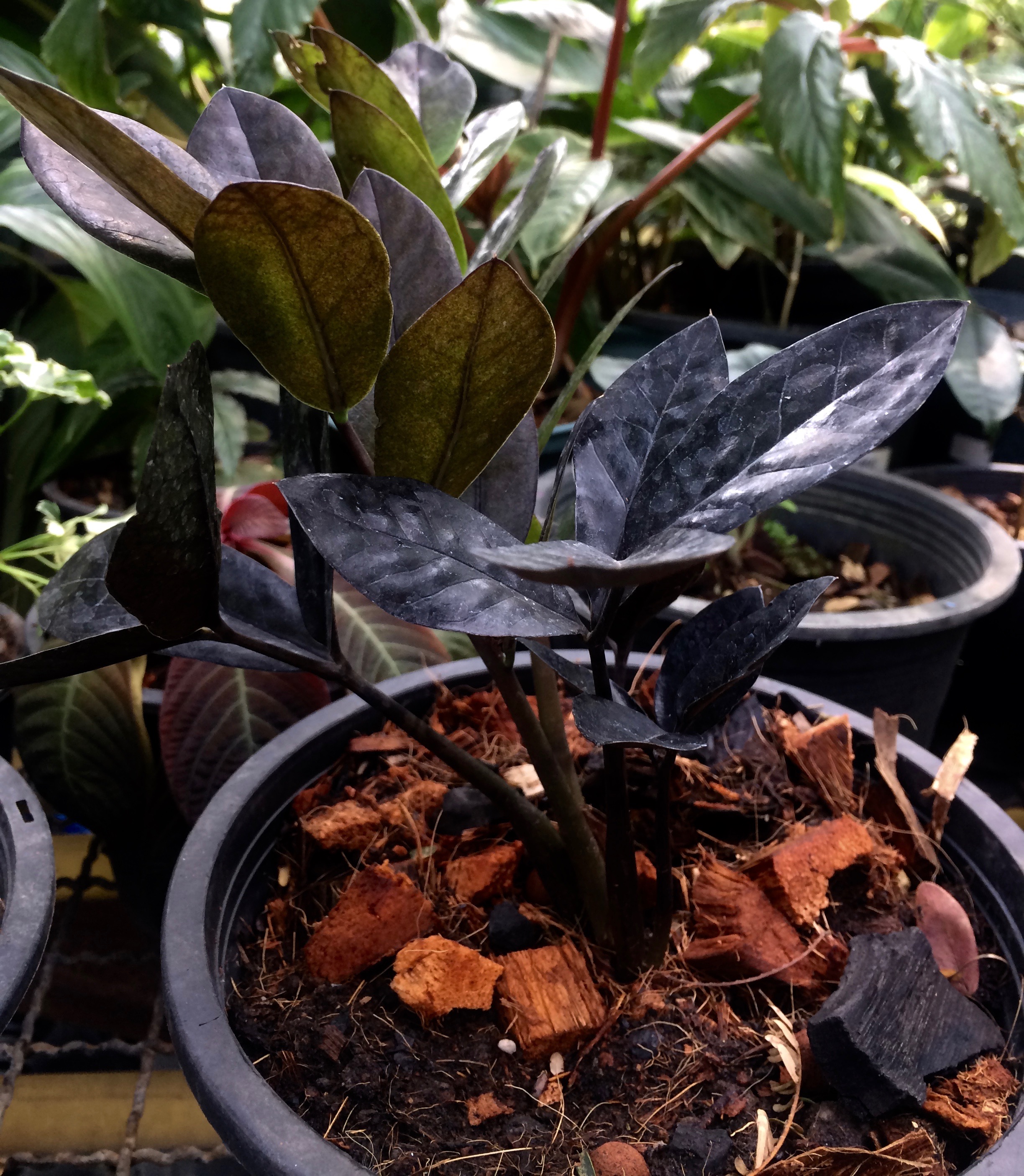 zamioculcas zamiofolia black leaves ex Korea
