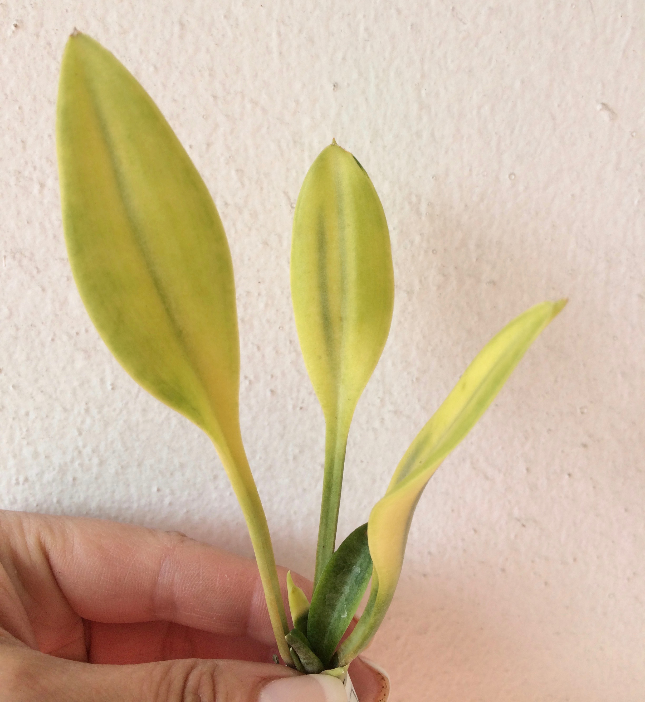 309 concinna «Small Spoon Leaf» variegated 120