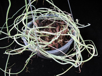 Dischidia sp.  Spaghetti  (southern Thailand) (444 ) 20