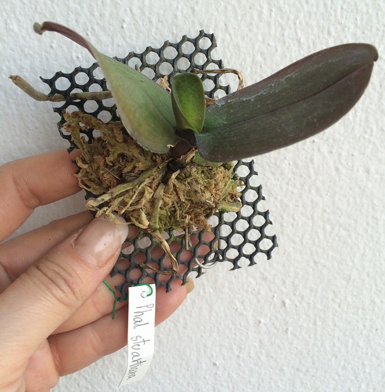 469 Phalaenopsis stuartiana Fragrant BS 60