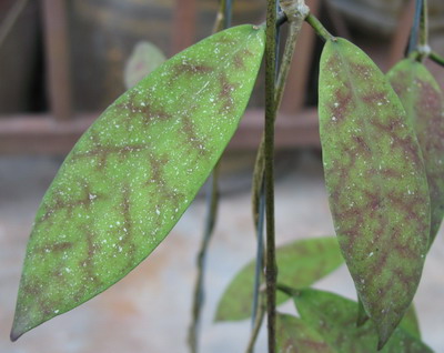 Hoya sp.479 (aff padangensis) silver spot (479 ) 24