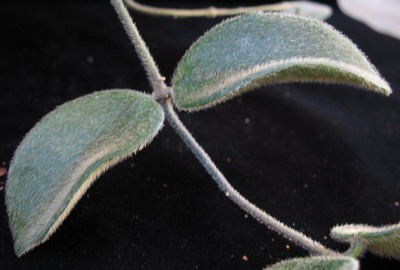 530 Hoya thomsoni (dense hair leaf) 35