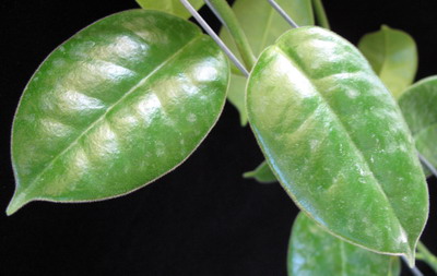 531 Hoya Monette (dense hair leaf) (coronaria x lauterbachii) 32