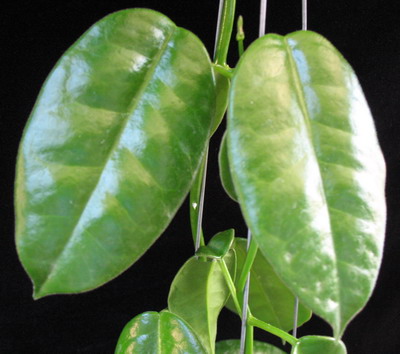 532 Hoya Ruthie (wax leaf) (MM x ariadna) 32