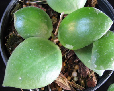 534 Hoya pallilimba (big leaf) 32