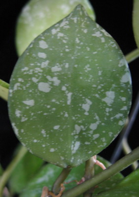 571 Hoya lacunosa  Heart shape leaf  (Splash) 30