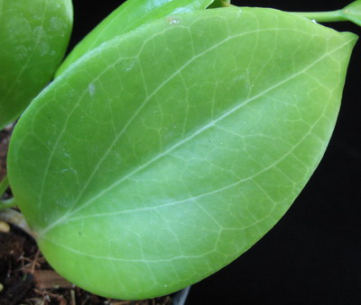 583 Hoya sp.583 (aff. cominsii) long leaf 35