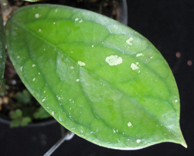 585 Hoya sp.585 (aff. clemensiorum) 35