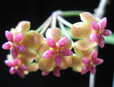 597 Hoya soligamiana (new species from the Philippines) 38
