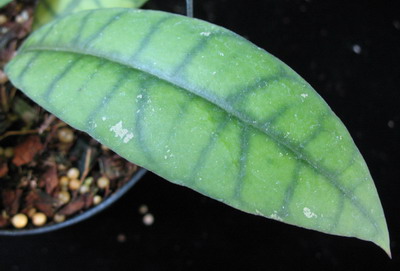 607 Hoya callistophylla No.3 (narrow leaf) 35