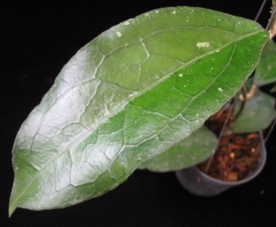 665 Hoya clemensiorum No.2 (big leaf) 45