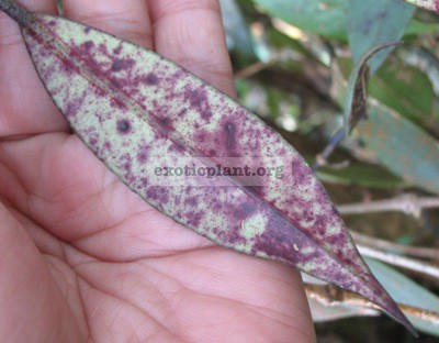 Aeschynanthus sp.713 Phu Rue (purple leaf) Thailand 22
