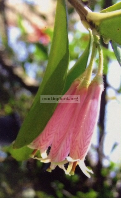 Agapetes megacarpa (pink) 45  (редчайший эпифит с каудексом)