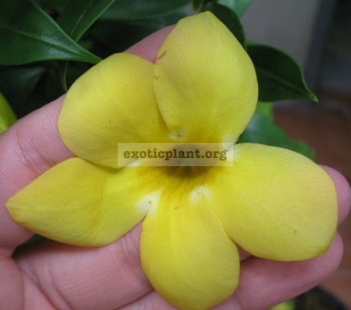 Allamanda sp.(T03) yellow flower and wax leaf 20