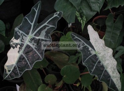 Alocasia amazonica variegated (временно недоступна к заказу)