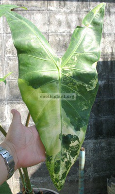 Alocasia cobra variegata (small size) 120