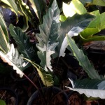 Alocasia lauterbachiana variegated