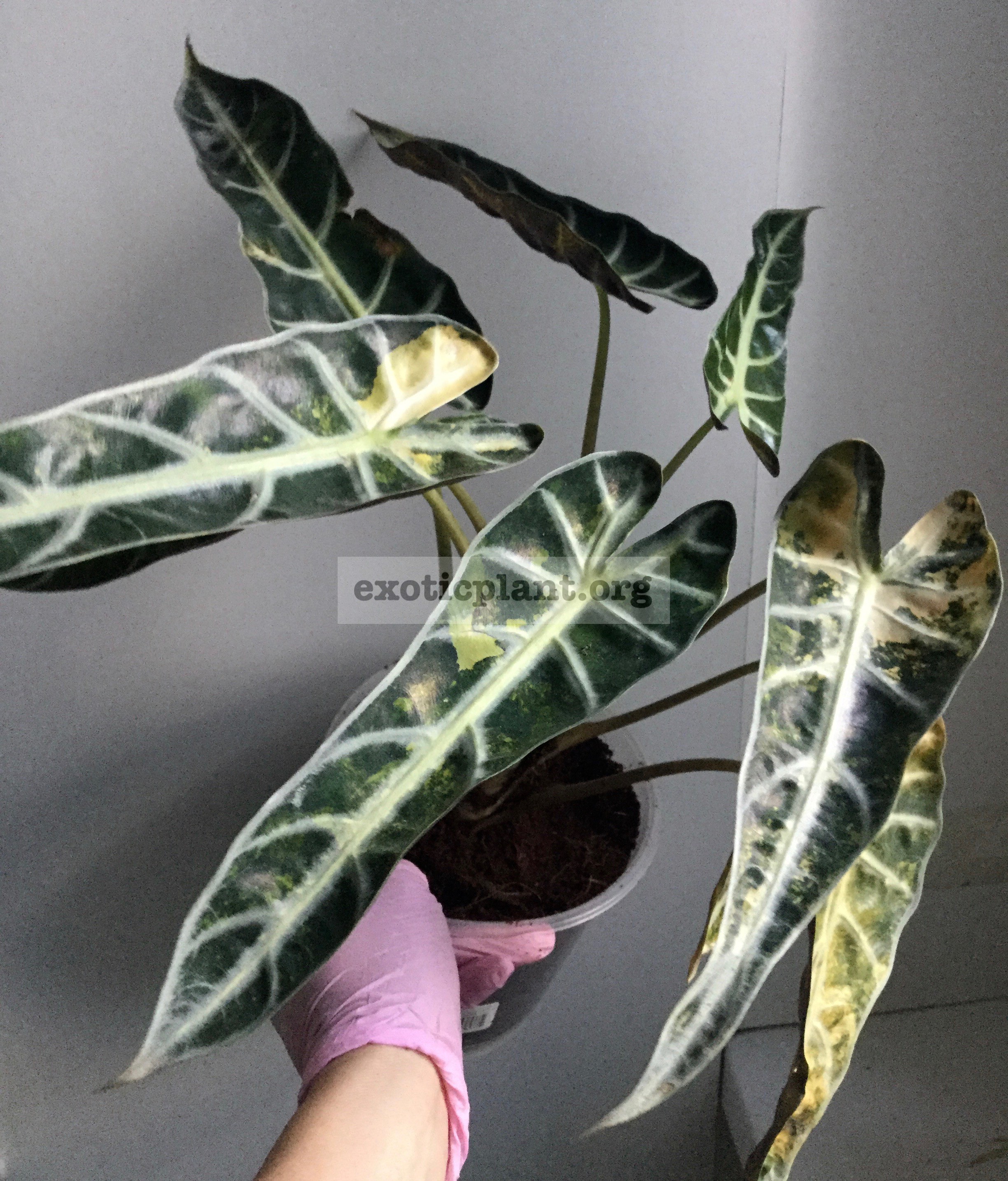 Alocasia sp.(T04) compact variegated 55