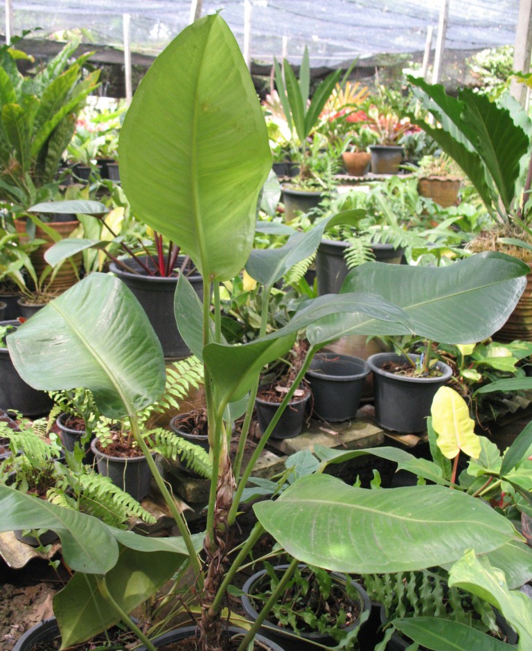 Anthurium climbing EXOTIC PLANT Редкие коллекционные растения