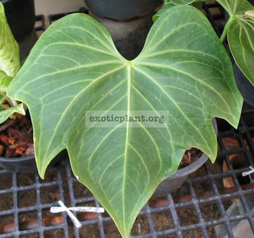 Anthurium hybrid(T01) 90