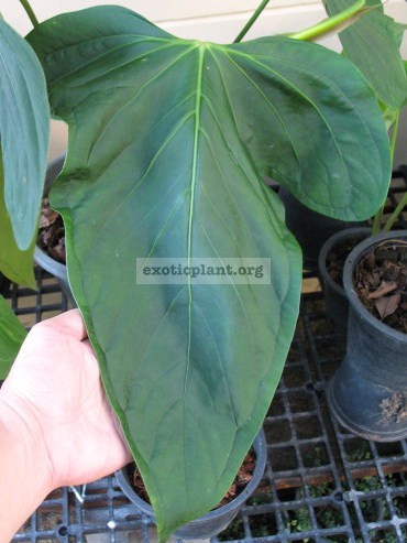 Anthurium hybrid(T03) syn anthurium sp Mikki Mause giant leaves (K2) / антуриум гибрид (Т03) синоним антуриум сп Микки Маус гигантские листья (К2) 75-100