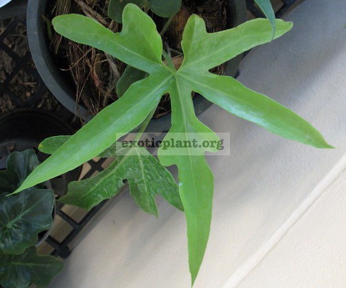 Anthurium hybrid(T04) 75