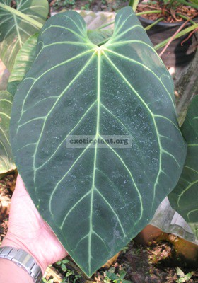 Anthurium magnificum (L)100