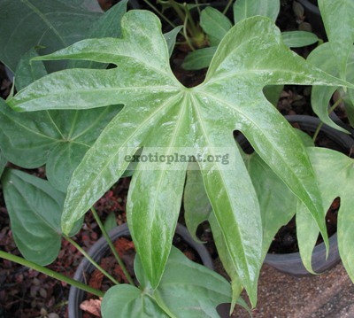 Anthurium pedatoradiatum (exotic plant) 20
