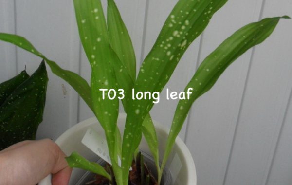 Aspidistra sp.(T03) long leaf (wider than T02)