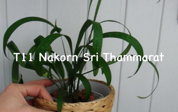 Aspidistra sp.(T11) Nakorn Sri Thammarat(NST)
