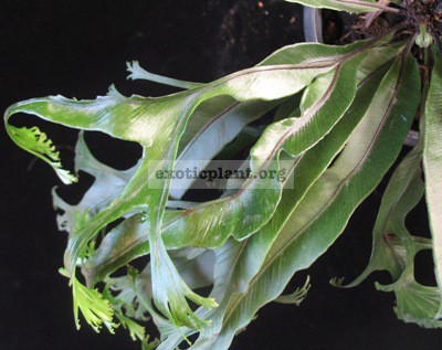 Asplenium nidus Crested(T01) Philippine 40