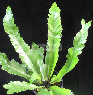 Asplenium nidus (serrate leaf)(S) 35