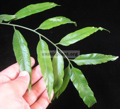 Asplenium salignum (southern Thailand) 35