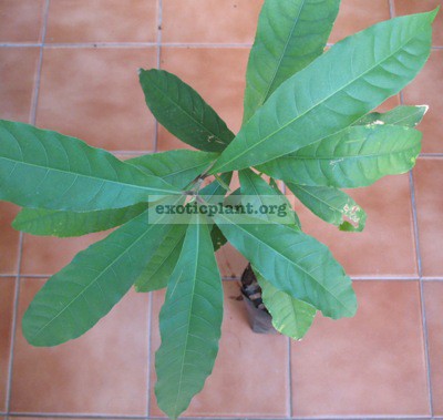 Barringtonia acutangula Lecythidaceae 30