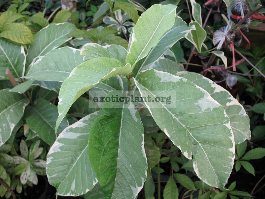 Beaumontia murtonii variegate = Beaumontia grandiflora albomarginata 30