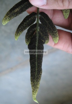 Bolbitis sp.(T01)(fertile leaf) 20