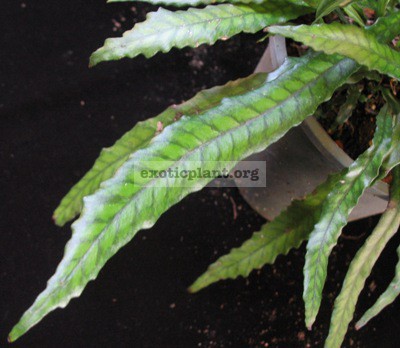 Bolbitis sp.(narrow leaf) Fern 24