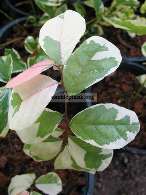 Bredelia tomentosa variegata 30