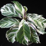 Calathea louisiae 'White Tiger' 23