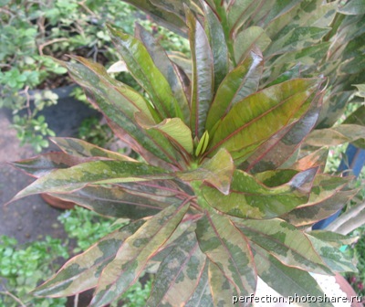 Cerbera odollam (red leaf) variegated 50