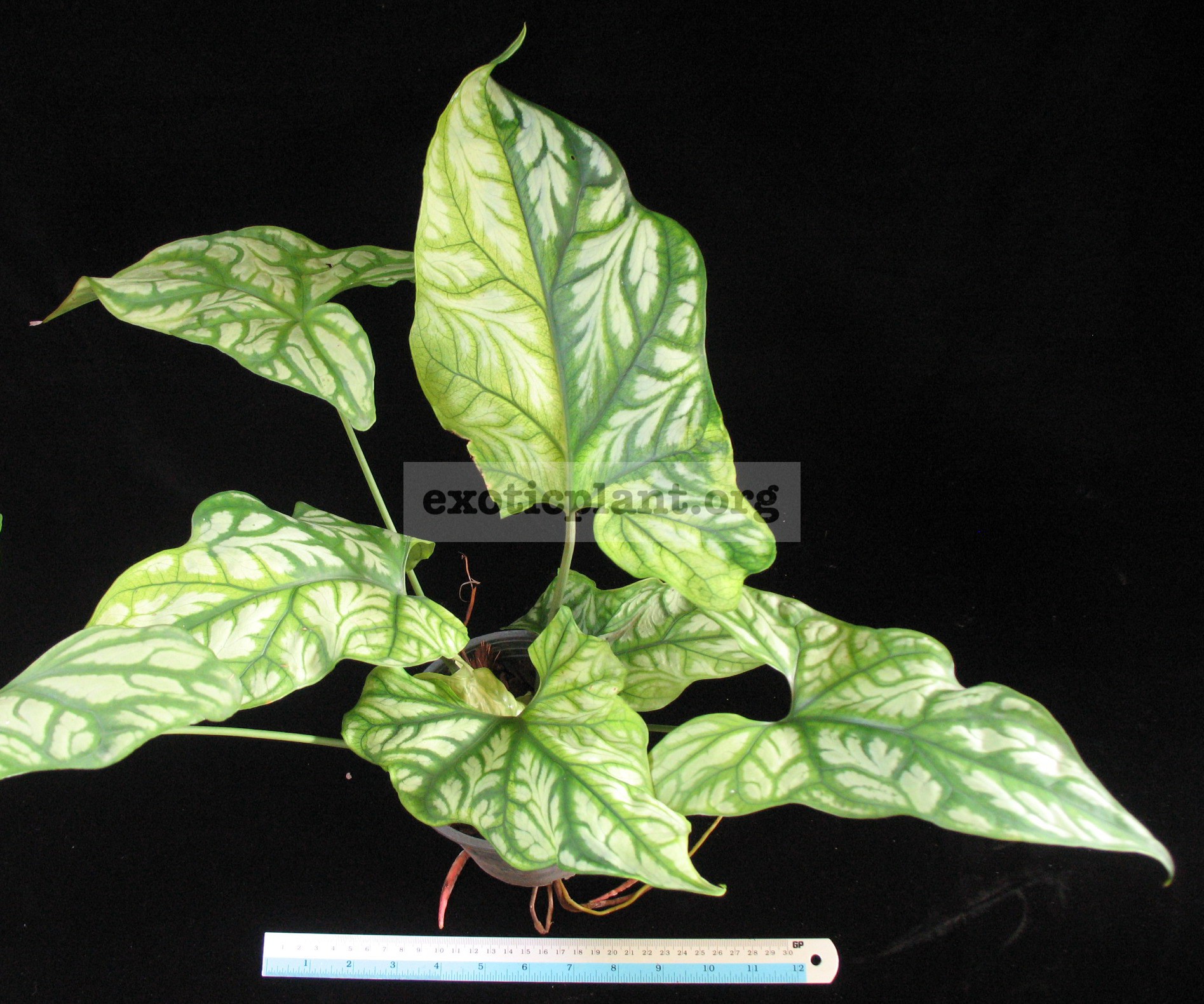 Cercestis mirabilis variegated