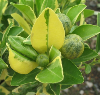 Citrus madurensis variegata 30