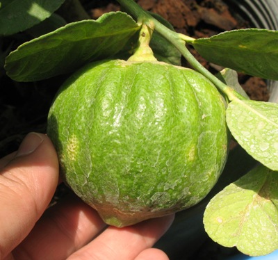 Citrus medica ‘Green Pumpkin’ 26