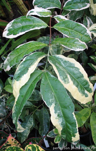 Clerodendron wallichii variegated 30