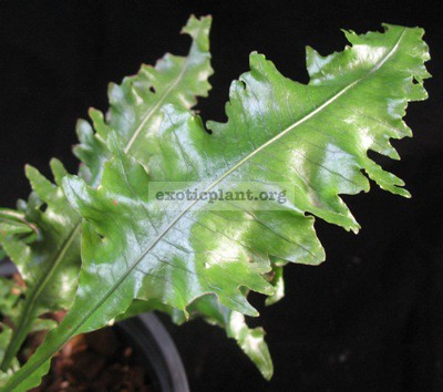 Colysis wrightii cv. Laciniata 40