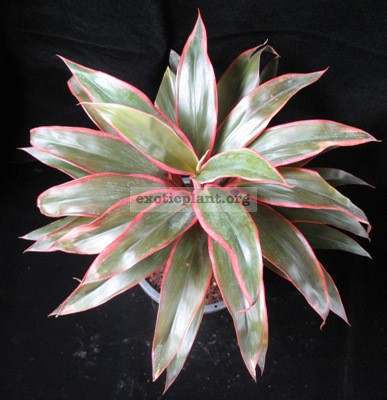 Cordyline Petch Saeng Manee (compact)